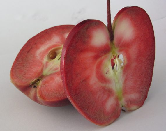 „Baya Marisa“ der Apfel mit dem roten Fruchtfleisch