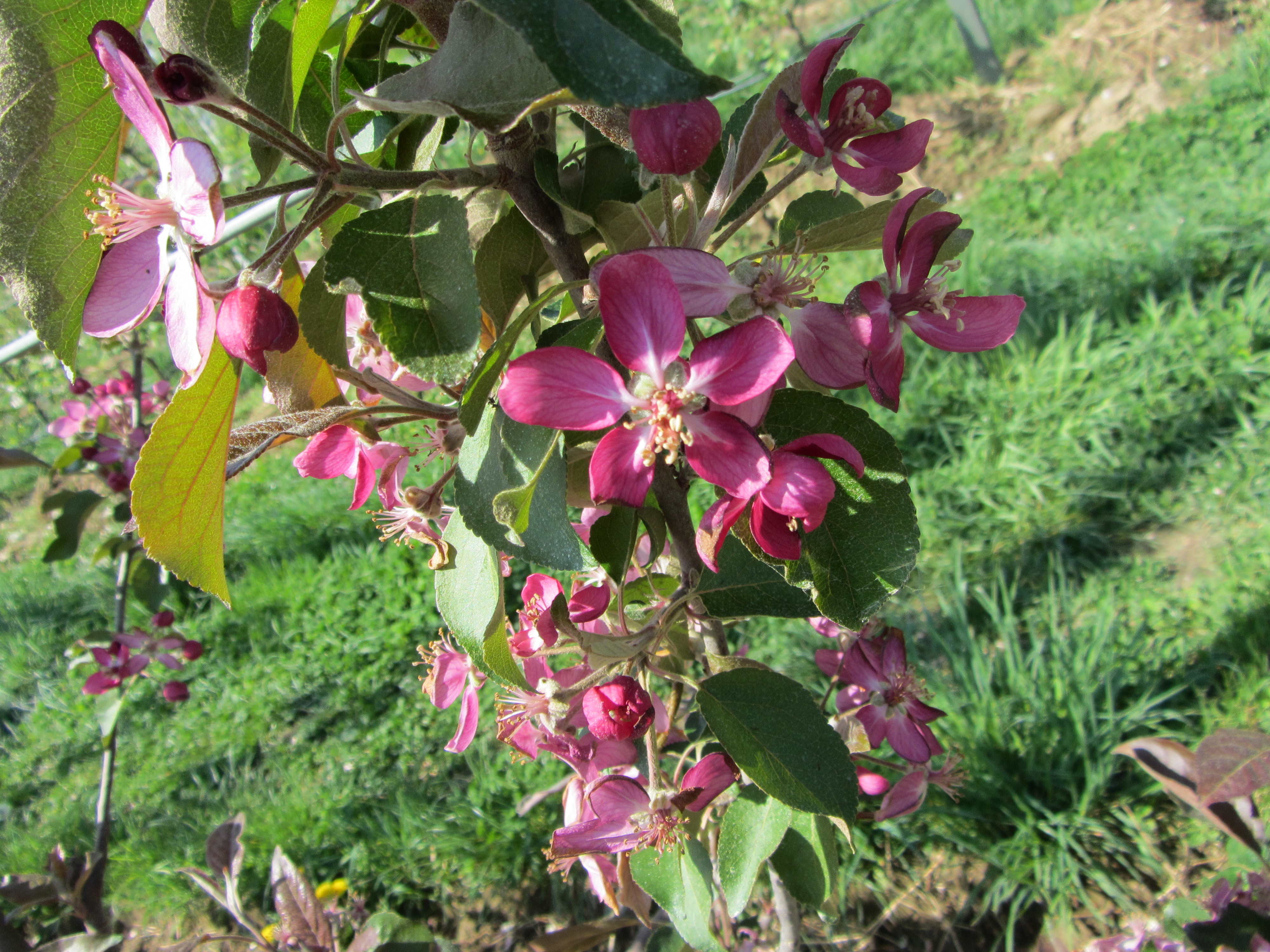 Rote Apfelblüte von unserem Apfelbaum Baya Marisa