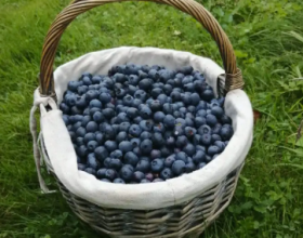 Bio-Heidelbeeren von Familie Langeder-Reiter
