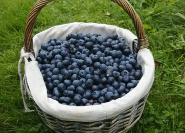 Bio-Heidelbeeren von Familie Langeder-Reiter