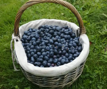 Bio-Heidelbeeren von Familie Langeder-Reiter