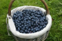 Bio-Heidelbeeren von Familie Langeder-Reiter